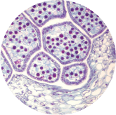 Horsetail Extract ingredient